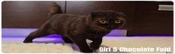 Scottish Fold cats for sale: 🐾 Beautiful Scottish Fold & British Shorthair - Advert 1