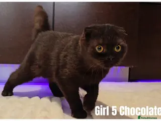 Scottish Fold cats 🐾 Beautiful Scottish Fold & British Shorthair - Advert 1