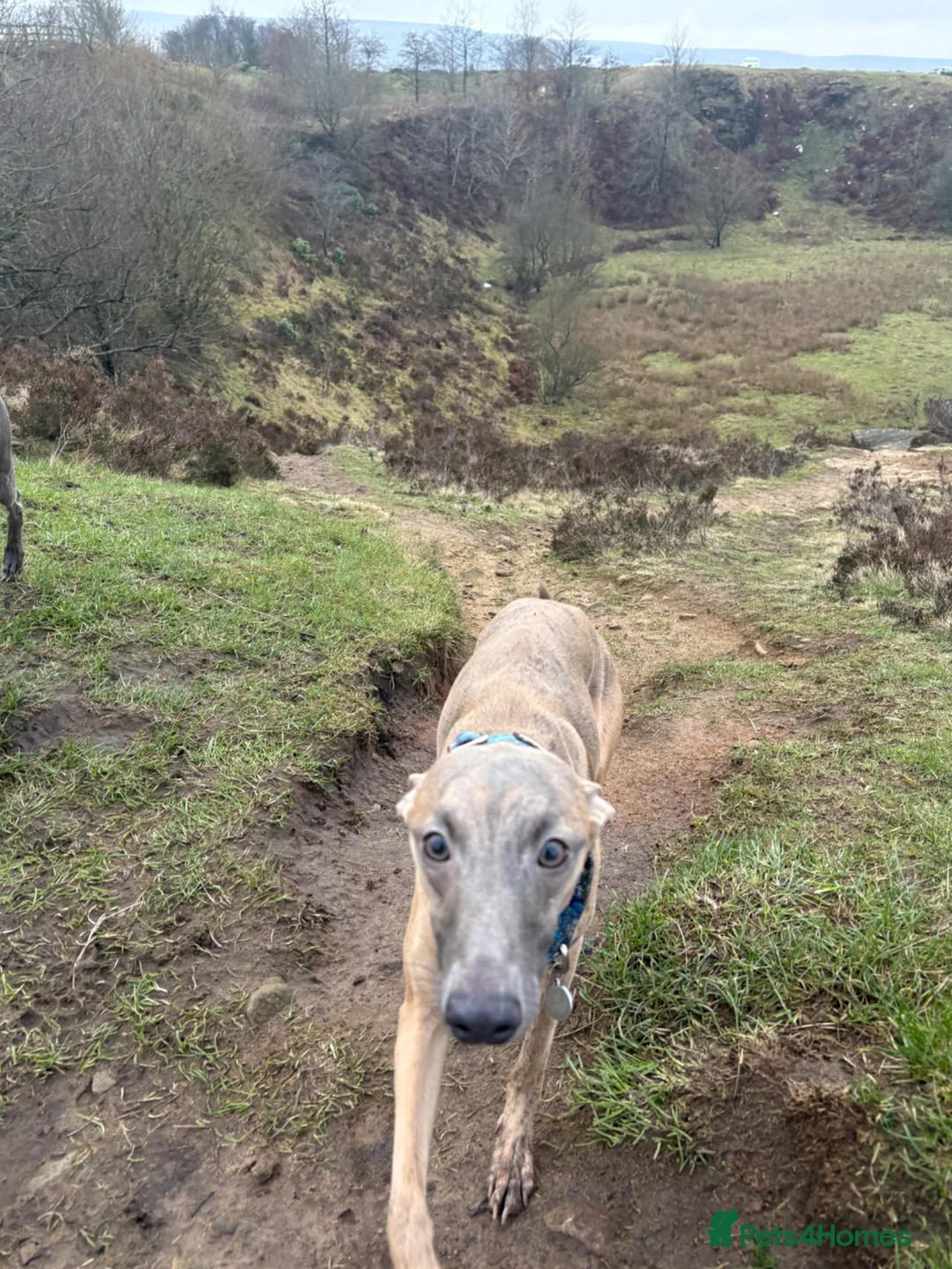 Whippet dogs for sale: 4 male whippet puppies - Advert 13