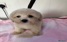 Toy Poodle dogs for sale: Toy poodle puppies - Image 7