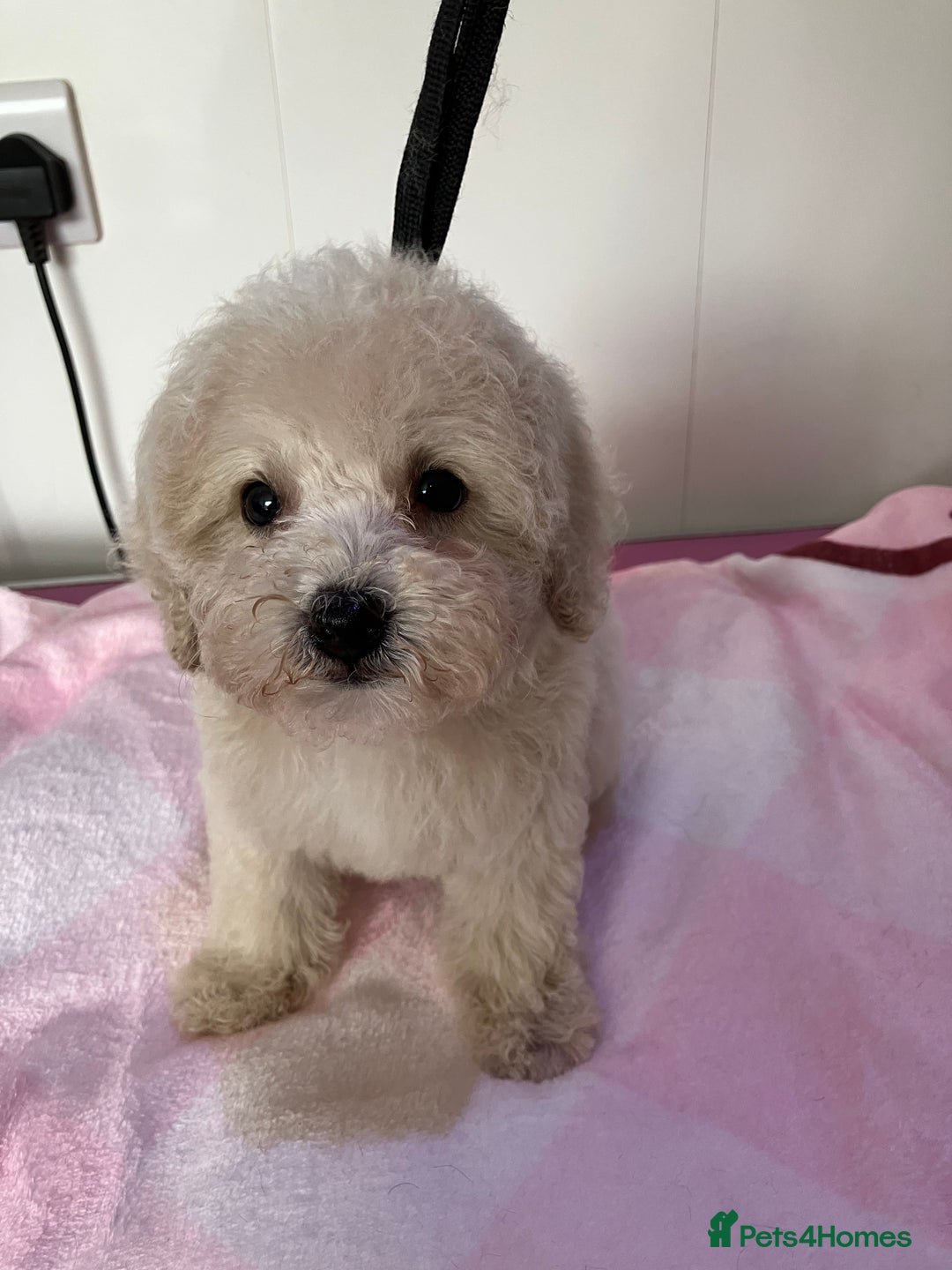 Toy Poodle dogs for sale: Toy poodle puppies - Image 7