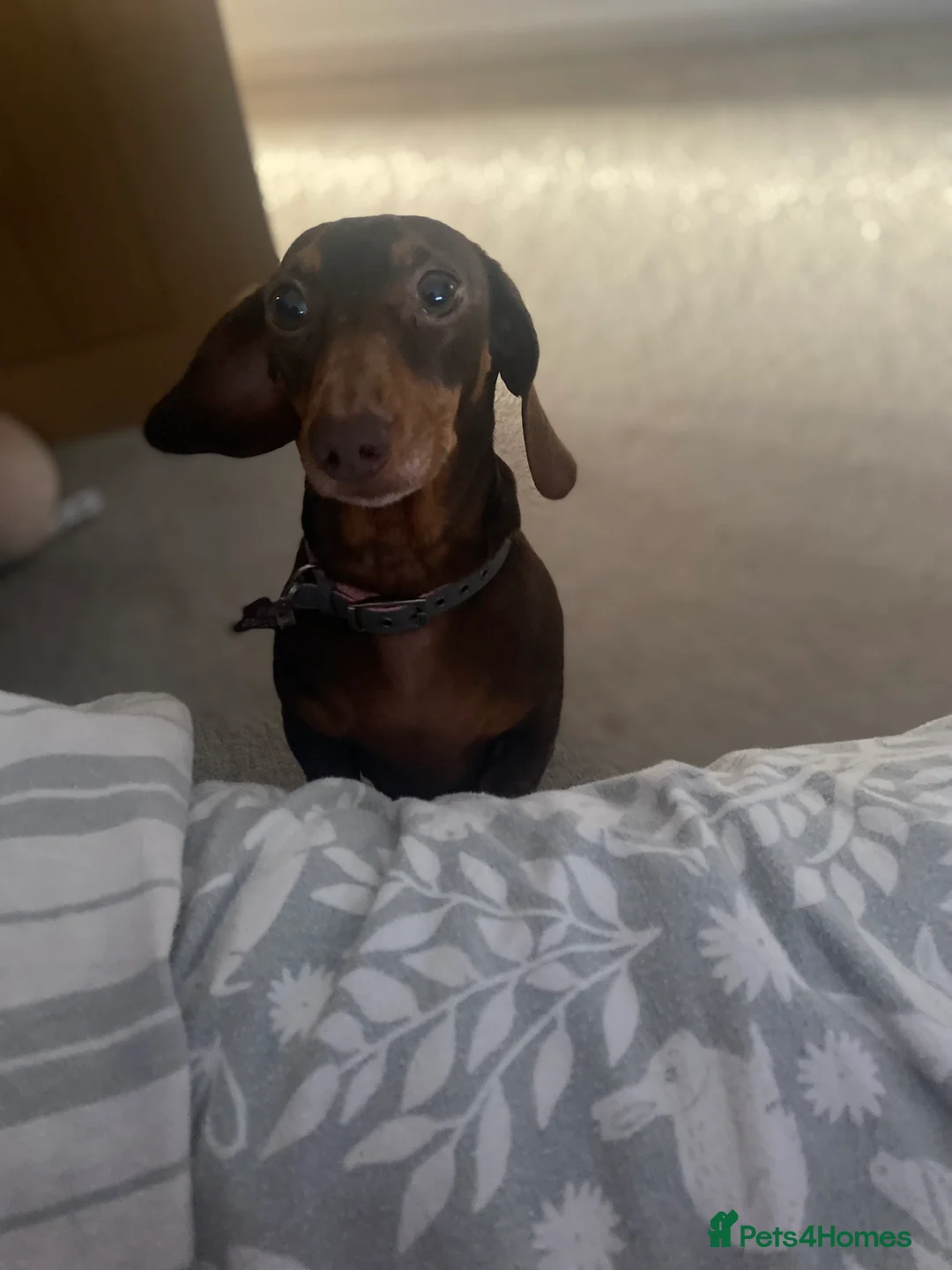 Dachshund dogs for sale: 3 year girl dachshund for sale  in Halesowen - Advert 3