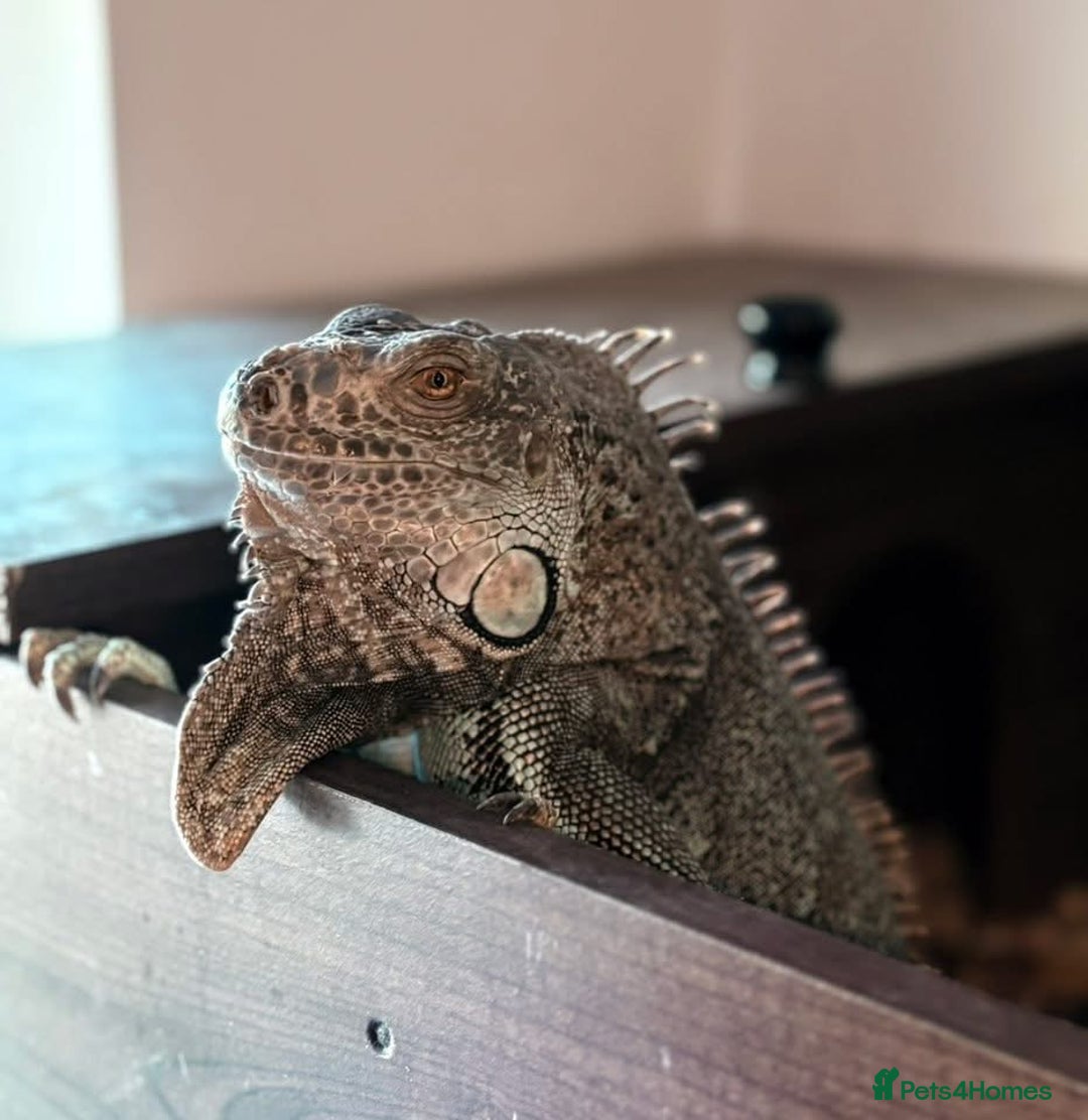 Iguana reptiles for sale: Tank the tame Blue Iguana  - Image 6