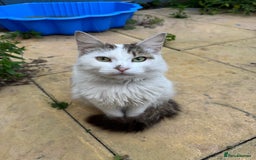 Norwegian Forest Cat cats for sale: Diamond 💎  - Image 6