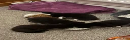 Mixed Breed cats for sale: 1/2 Maine coon kittens x5  - Advert 9