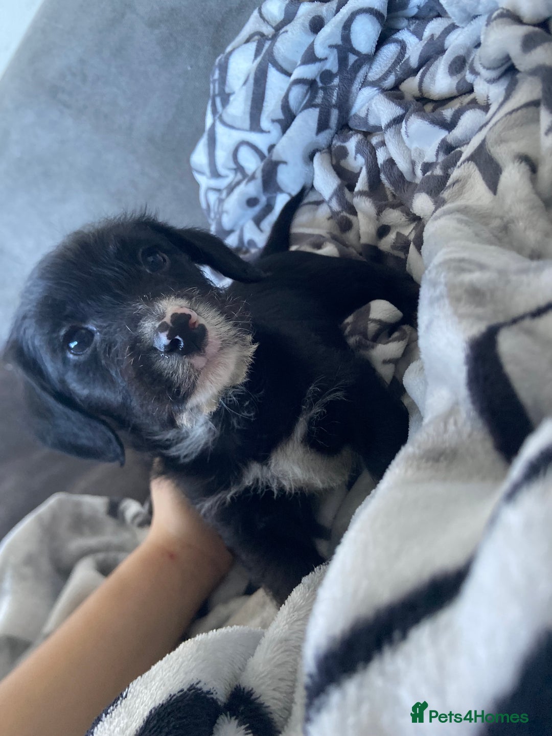 Patterjack dogs for sale: Patterjacks  - Advert 3