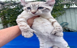 Keetso cats for sale: The best Keetso boy ever  - Image 23