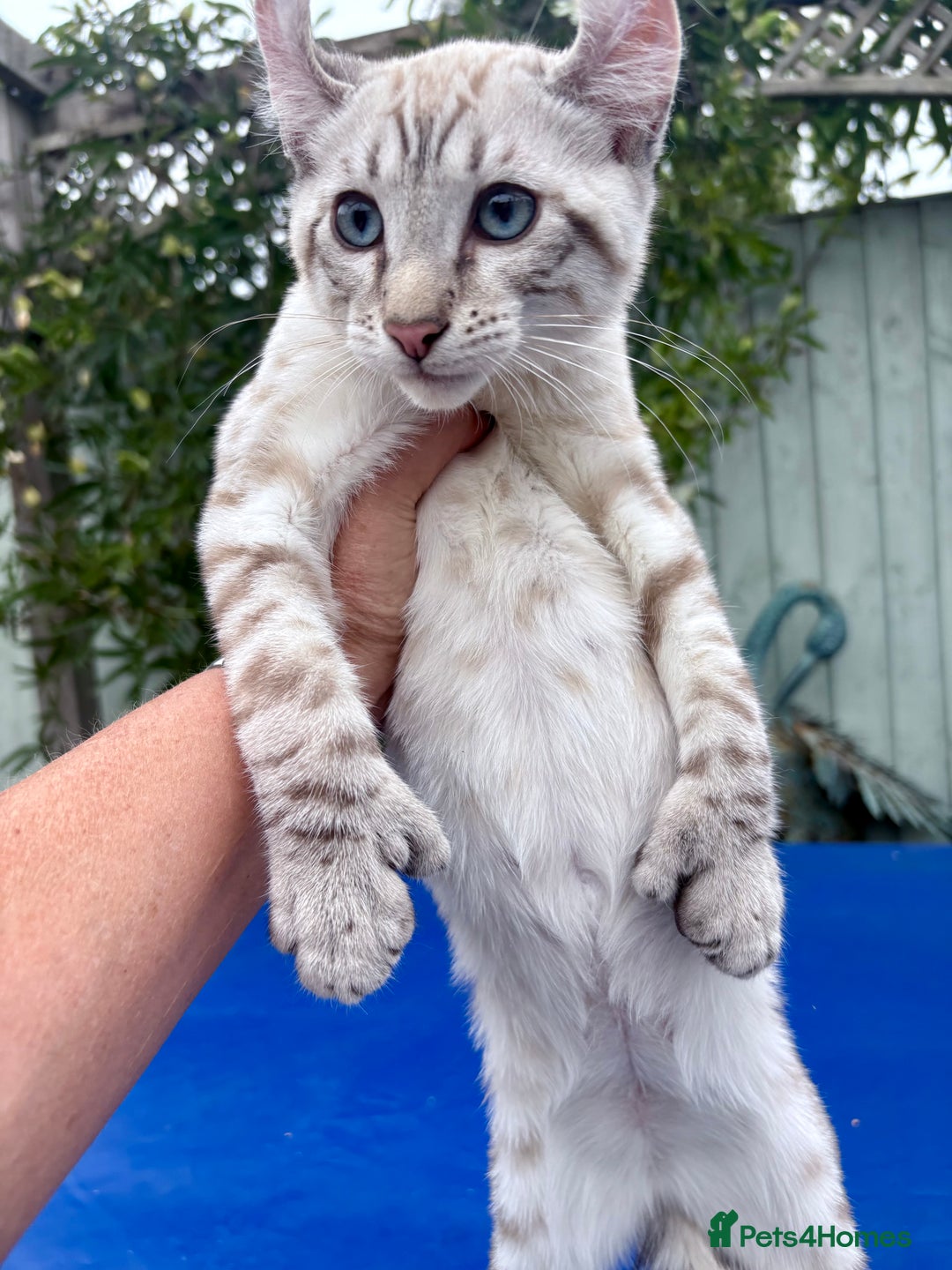 Keetso cats for sale: The best Keetso boy ever  - Image 23