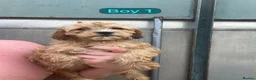 Cavapoo dogs for sale: Cavapoo puppy’s  - Advert 4