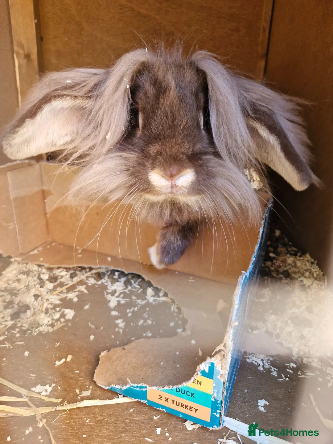 Lionhead rabbits for sale: Male looking for new home - Advert 2
