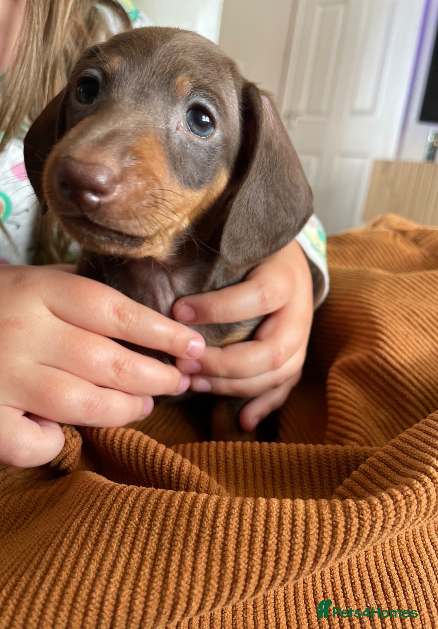 Miniature Dachshund dogs Beautiful Tiny Chocolate & Tan Girl: KC Registered - Advert 1