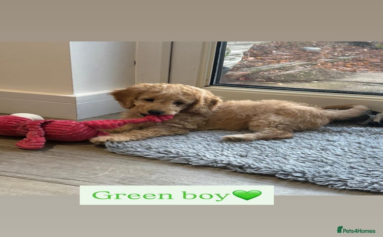 Cockapoo dogs Cockapoo’s 1 boy left  - Advert 16