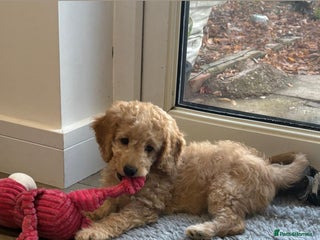 Cockapoo dogs Cockapoo’s 1 boy left - Advert 5