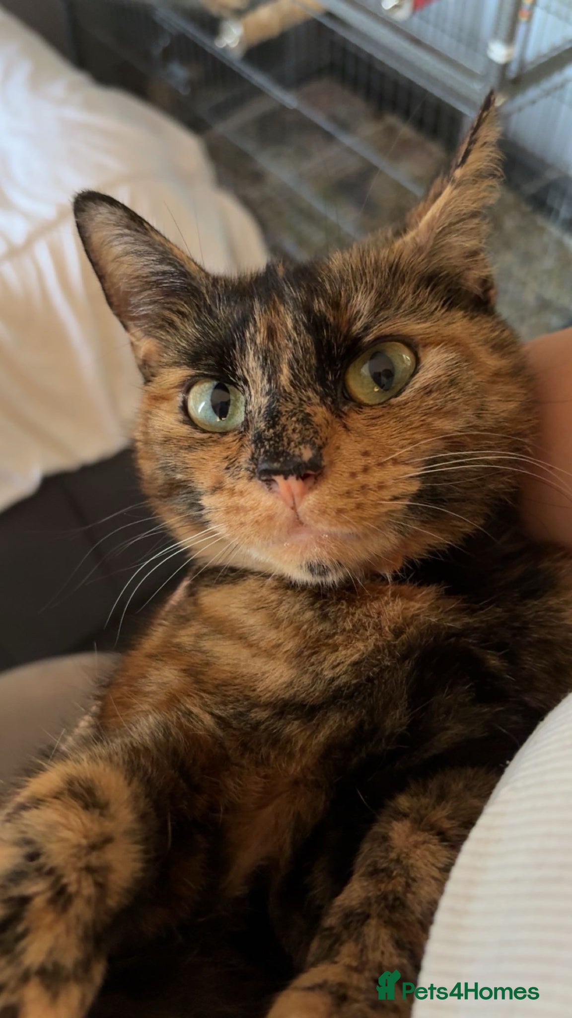 Mixed Breed cats Gorgeous tortoise shell girl - Advert 1