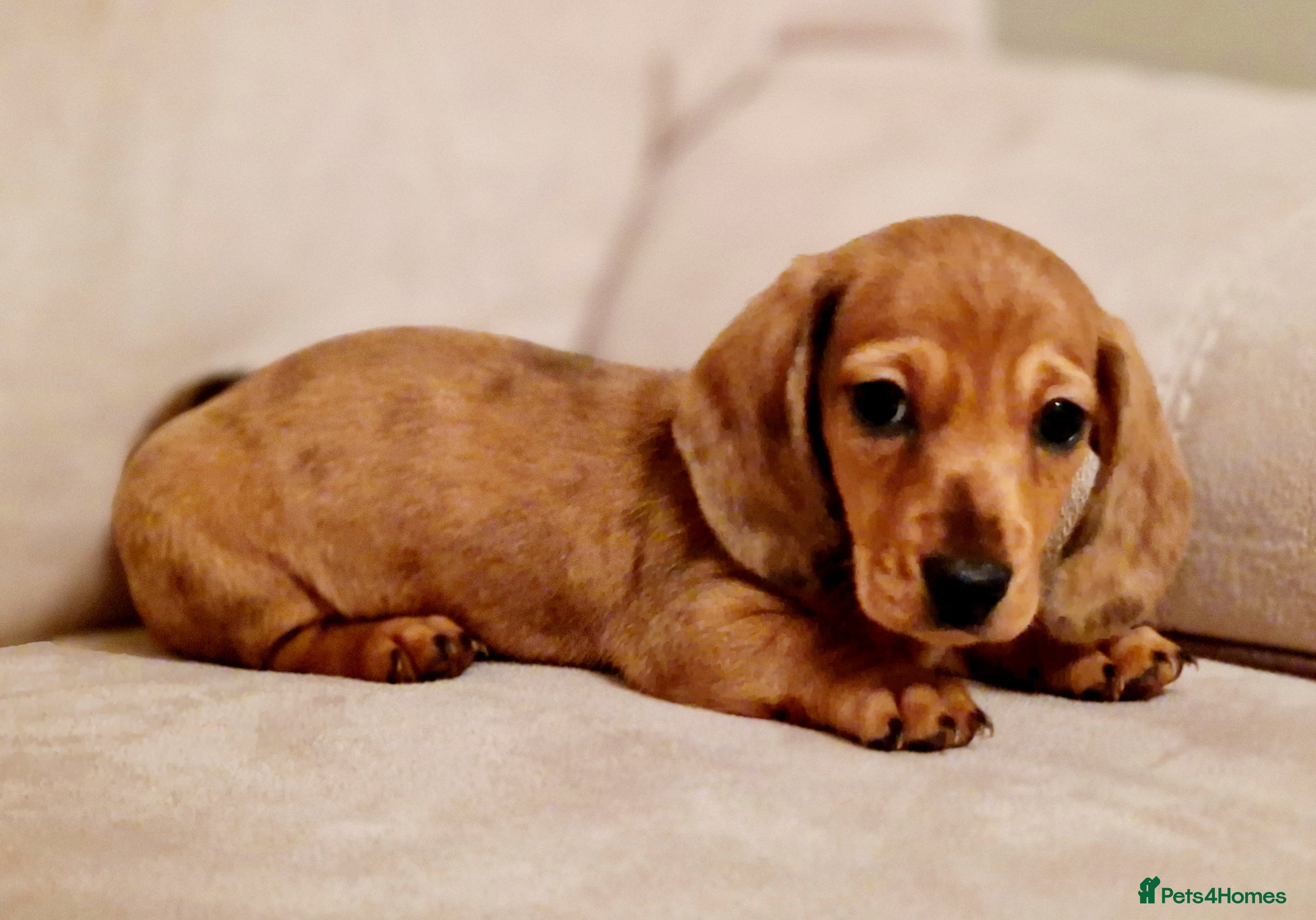 Miniature Dachshund dogs Miniature Dachshund  - Advert 6
