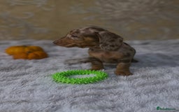 Dachshund dogs for sale: Dachshund Miniature  - Image 4