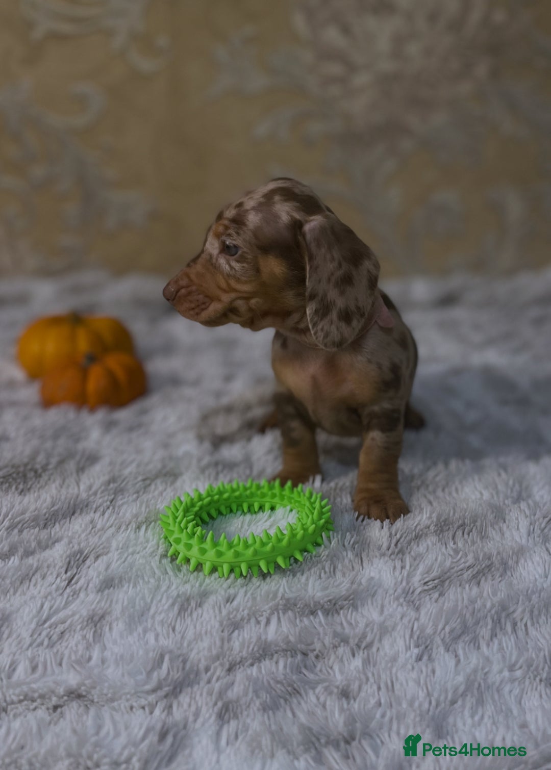 Dachshund dogs for sale: Dachshund Miniature  - Image 4