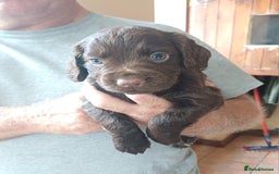 Cocker Spaniel dogs for sale: Working cocker spaniel pups  - Image 11