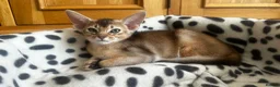 Abyssinian cats for sale: Last boy available Abyssinian kittens  - Advert 8