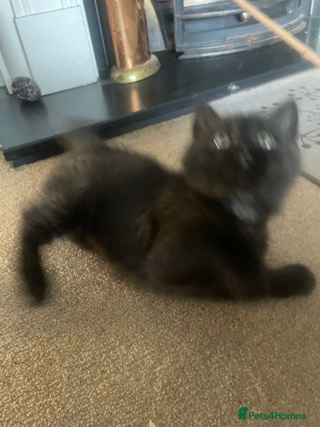 British Shorthair cats for sale: British shorthair chocolate brown mocha kitten - Advert 4