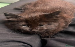 Mixed Breed cats for sale: 3 Adorable Fluffy Kittens Looking for Forever Home - Image 2