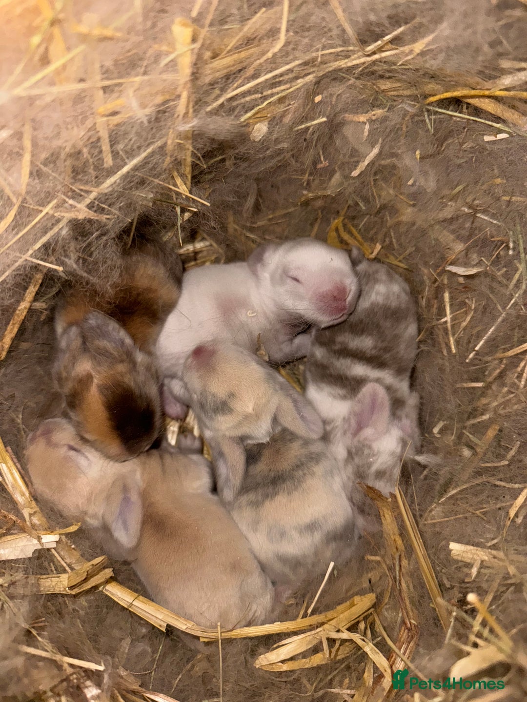 Mini Lop rabbits for sale: Beautiful mini lop babies  - Advert 6