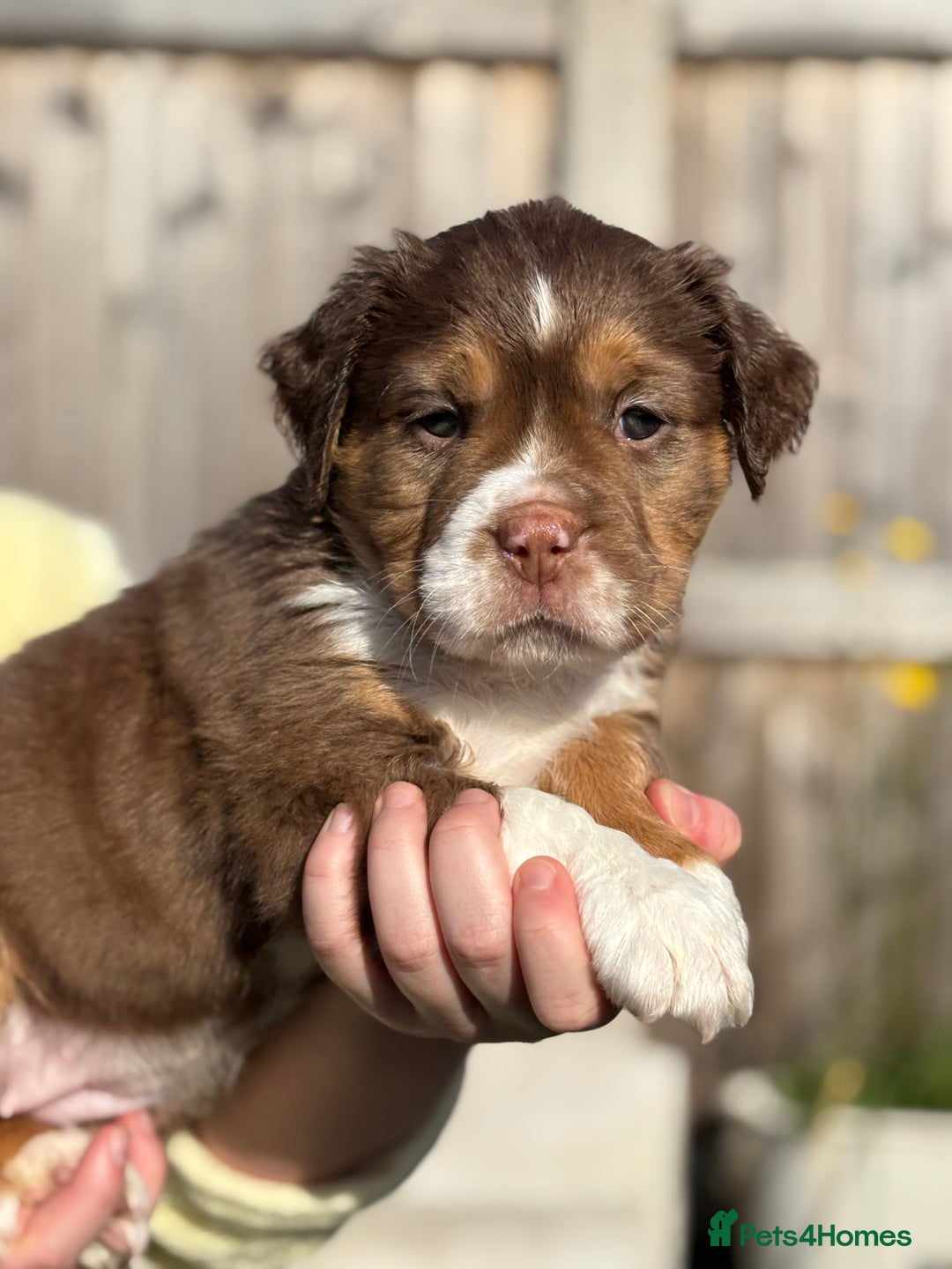 Olde English Bulldogge dogs for sale: READY NOW ✨ FLUFFY OLDE ENGLISH BULLDOGS  - Image 19