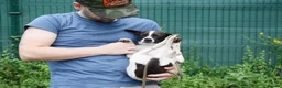 Mixed Breed dogs for adoption: Maya  in Newcastle upon Tyne - Advert 3