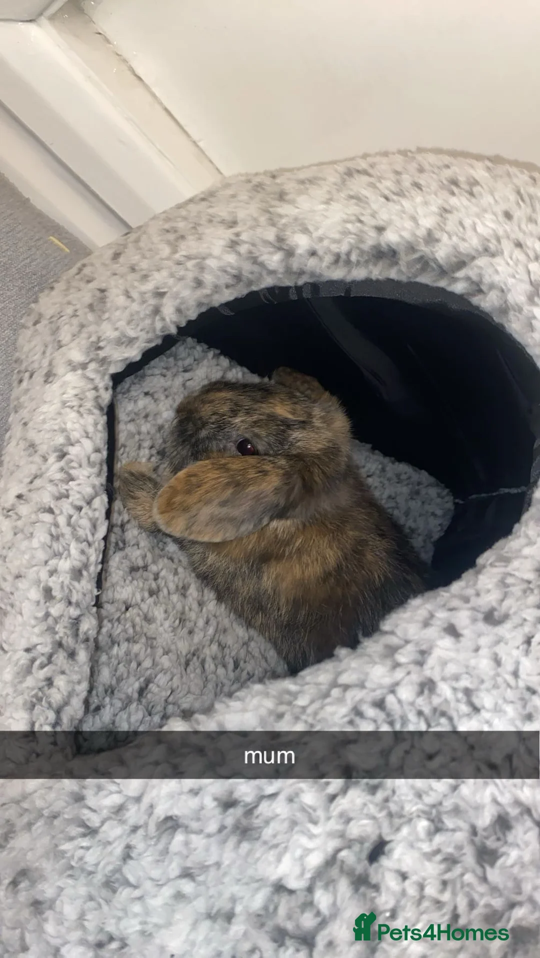 Mini Lop rabbits for sale: Mini Lop Babies Ready To Reserve  - Advert 14