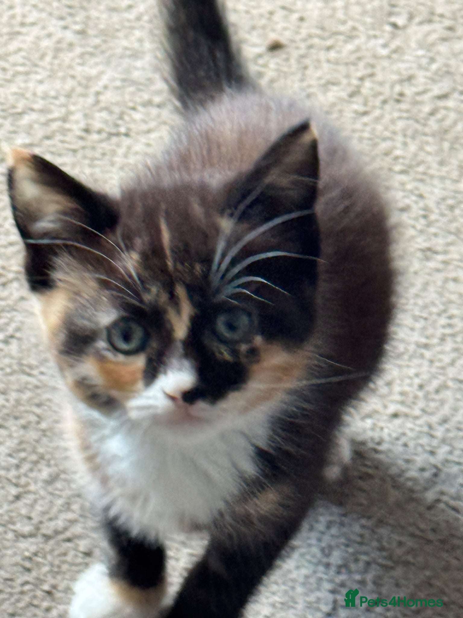 Mixed Breed cats Tri colour and tuxedo females - Advert 10