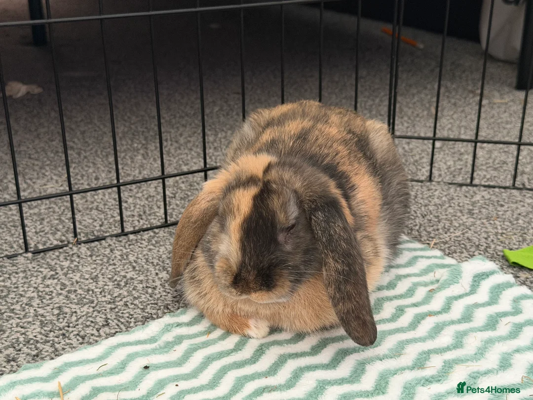 Mixed Breed rabbits for sale: Female Rabbit for Rehome - Fern - Advert 4