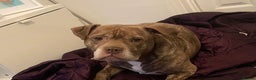 Staffordshire Bull Terrier dogs for sale: dog looking for a companion - Advert 2