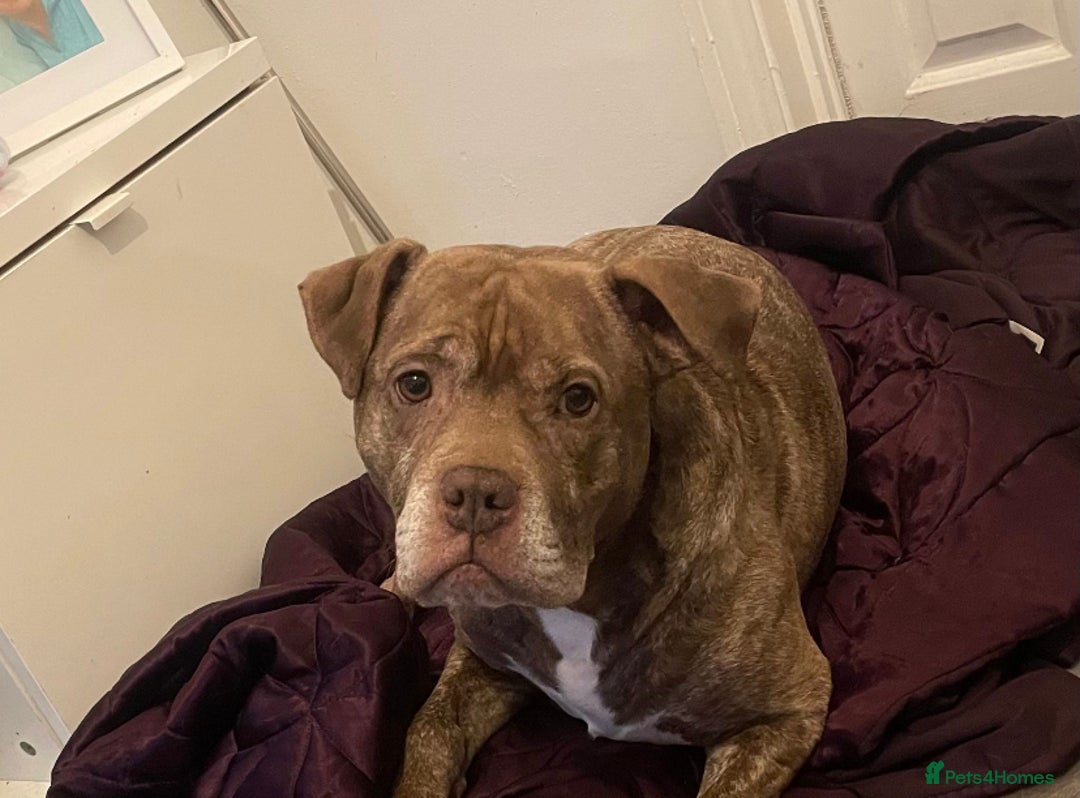 Staffordshire Bull Terrier dogs for sale: dog looking for a companion - Advert 2