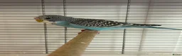 Budgerigars birds for sale: colour budgerigar babies - Advert 3