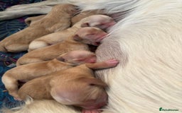 Golden Retriever dogs for sale: 6 beautiful golden retriever puppies for sale - Image 4