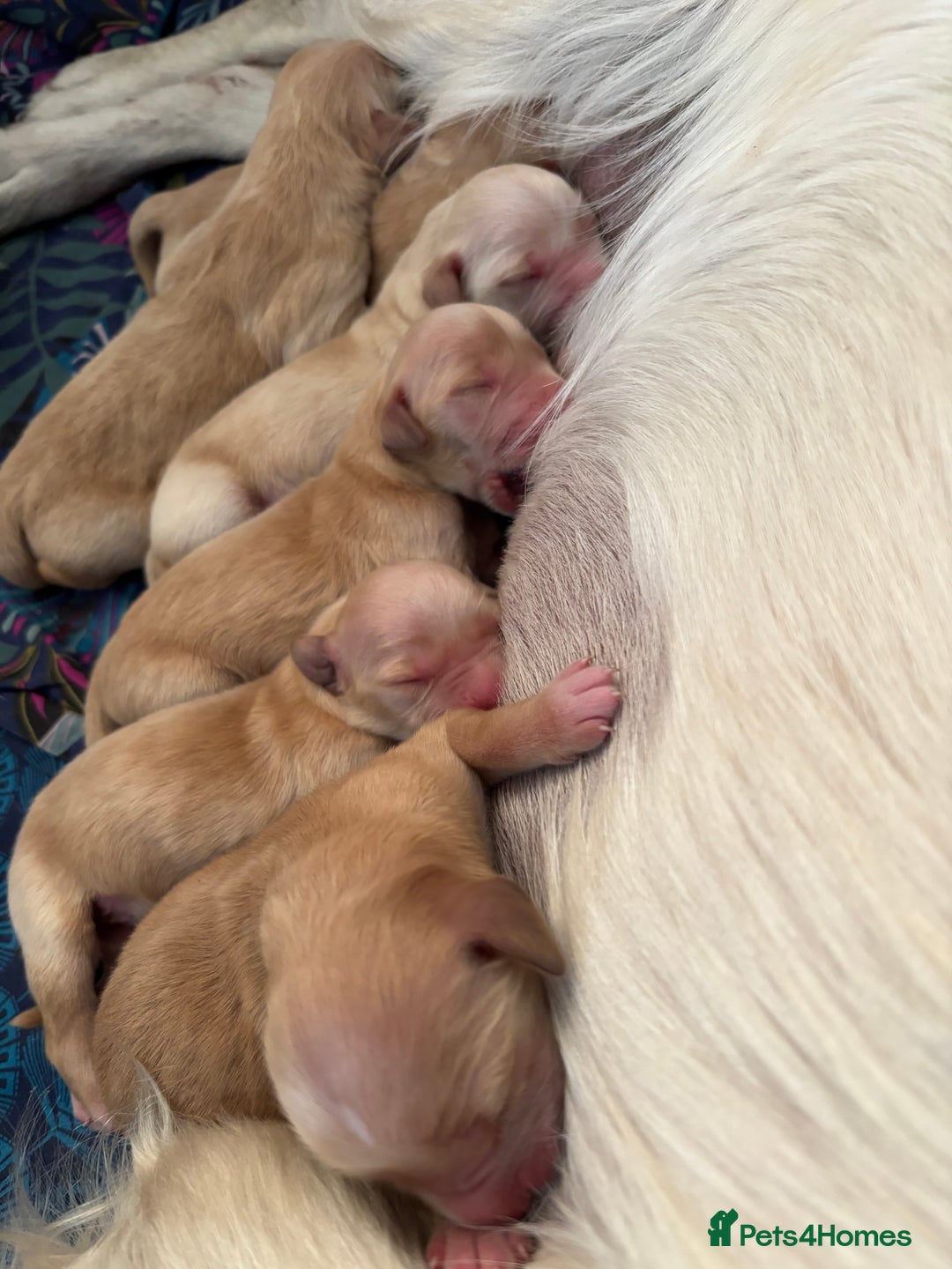 Golden Retriever dogs for sale: 6 beautiful golden retriever puppies for sale - Image 4