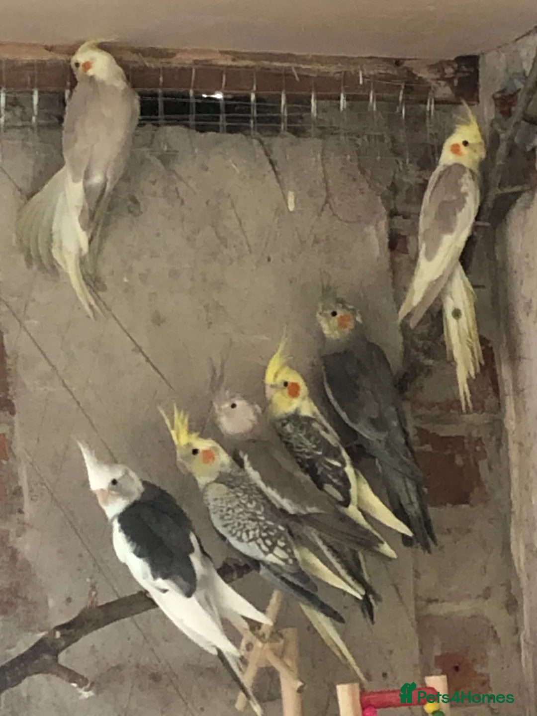 Cockatiels birds for sale: 7 cockatiels for sale. Unsexed. 1 year old. - Advert 2