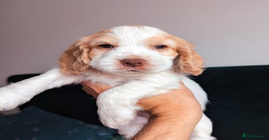 Cocker Spaniel dogs - Advert 11