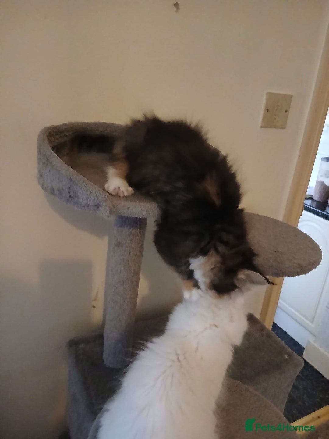 Maine Coon cats for sale: Maine Coon kittens (XL) - Advert 7