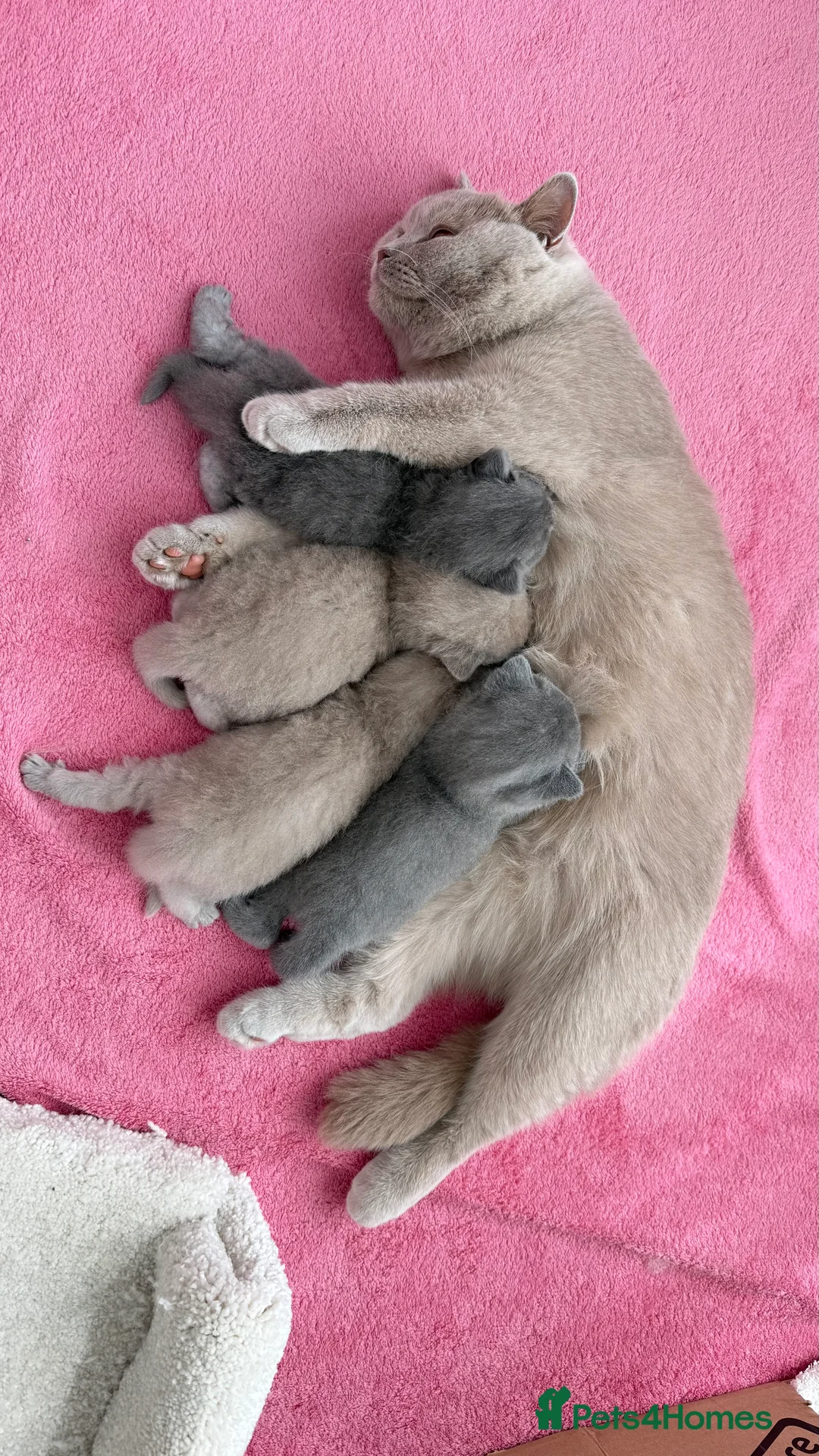 British Shorthair cats for sale: BRITISH SHORTHAIR - Full Pedigree/Registered - Advert 2
