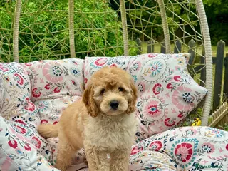 Goldendoodle dogs 6 mini Goldendoodles dna clear puppies - Advert 3