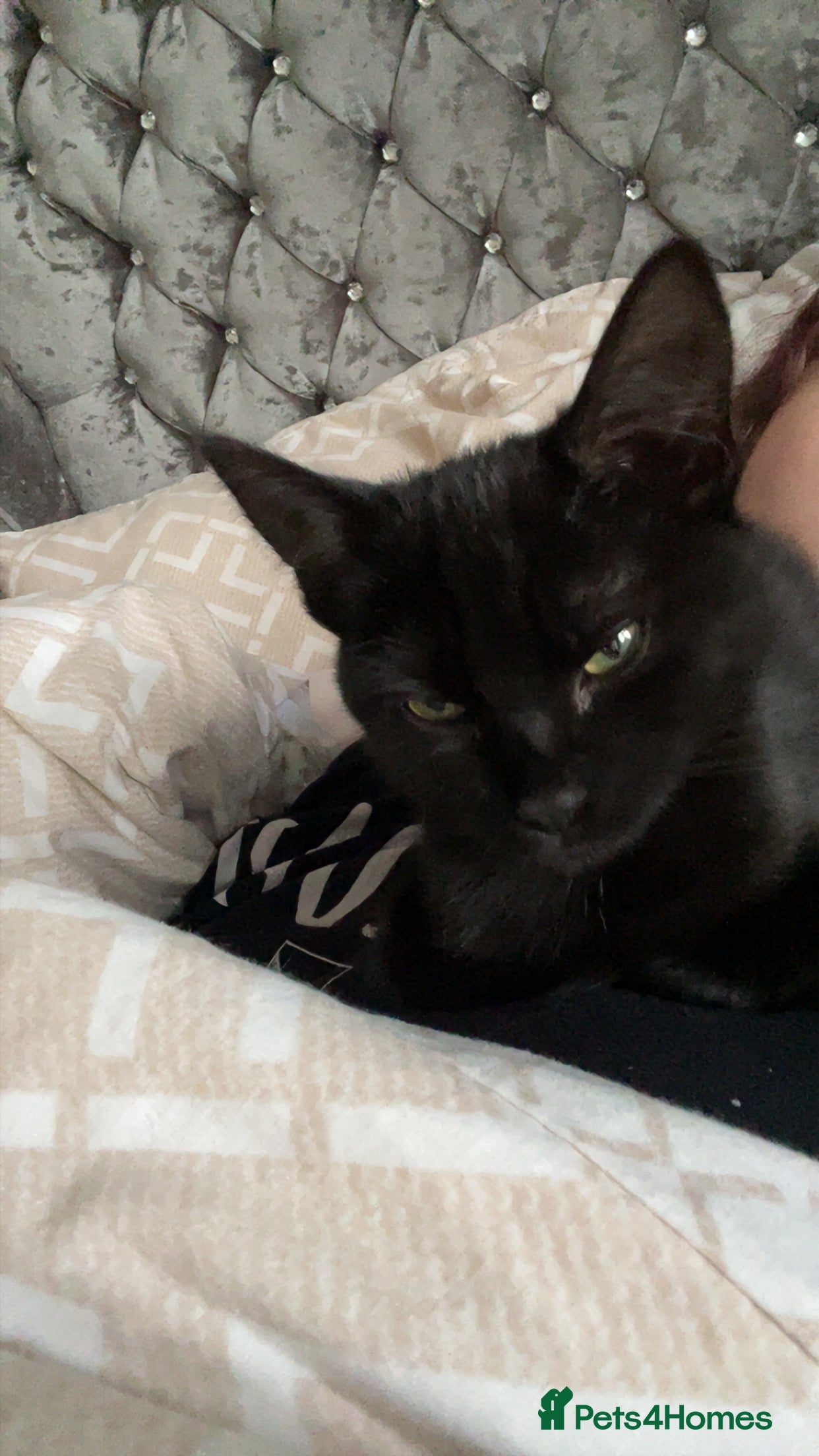 Mixed Breed cats Marceline 🖤 - Advert 1