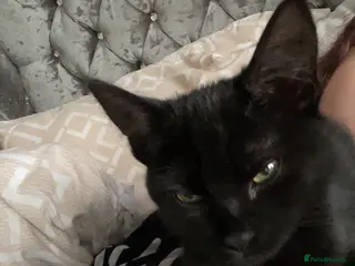 Mixed Breed cats Marceline 🖤 - Advert 1