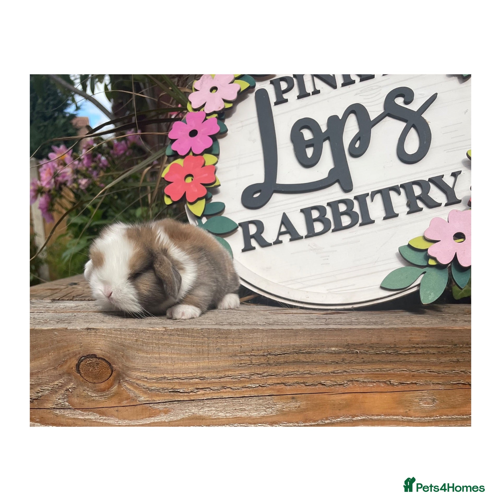 Mini Lop rabbits Beautiful mini lops  - Advert 2