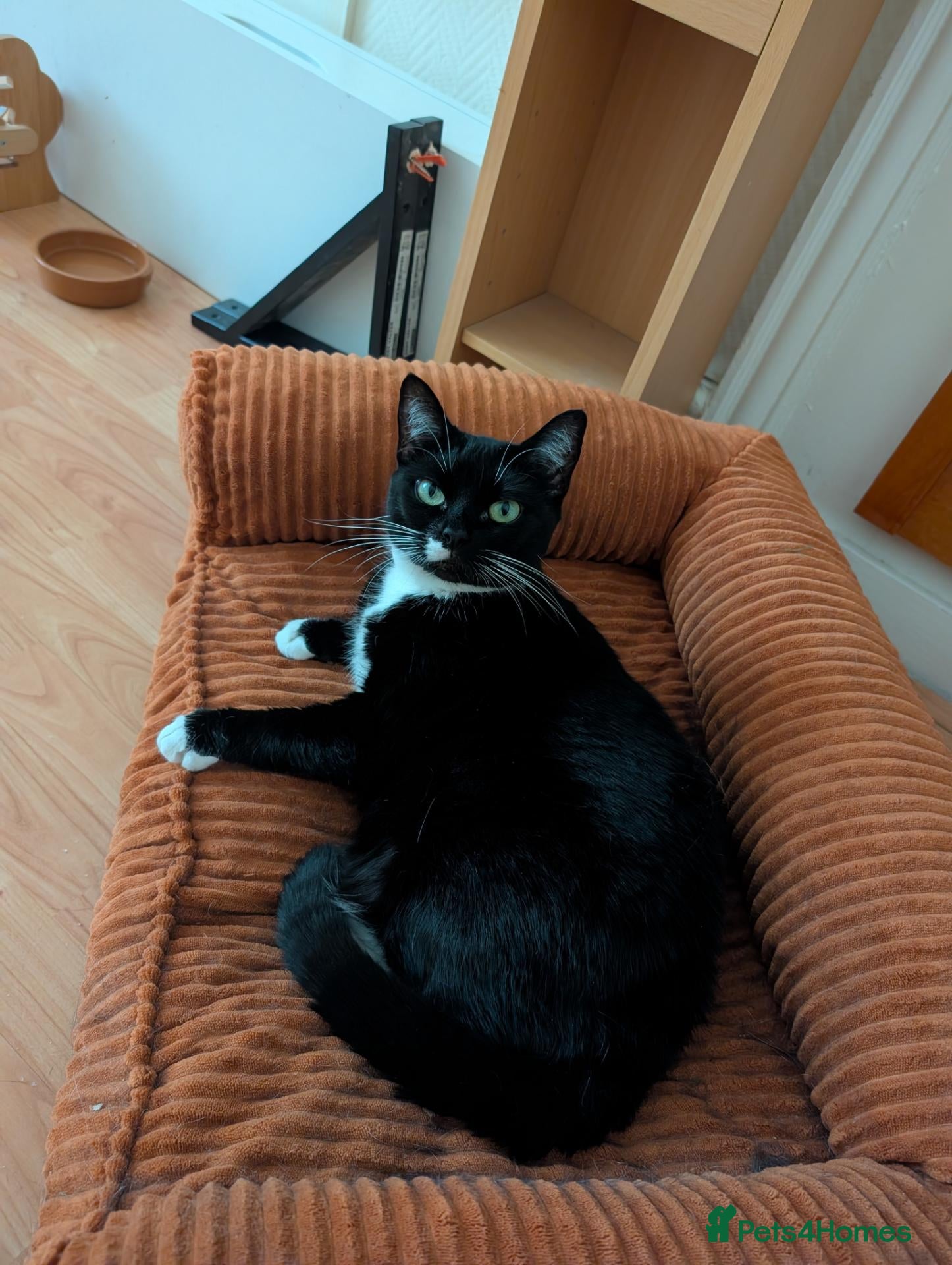 Mixed Breed cats Adult cat for rehoming - Advert 18