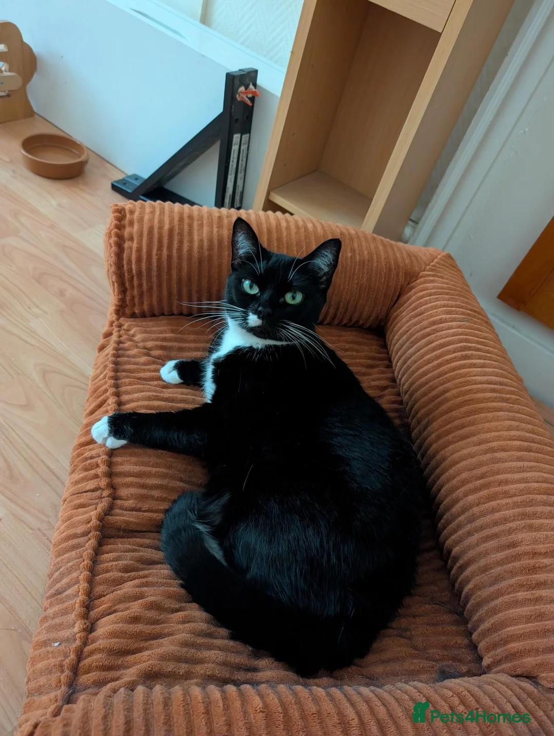 Mixed Breed cats for sale: Adult cat for rehoming - Advert 1