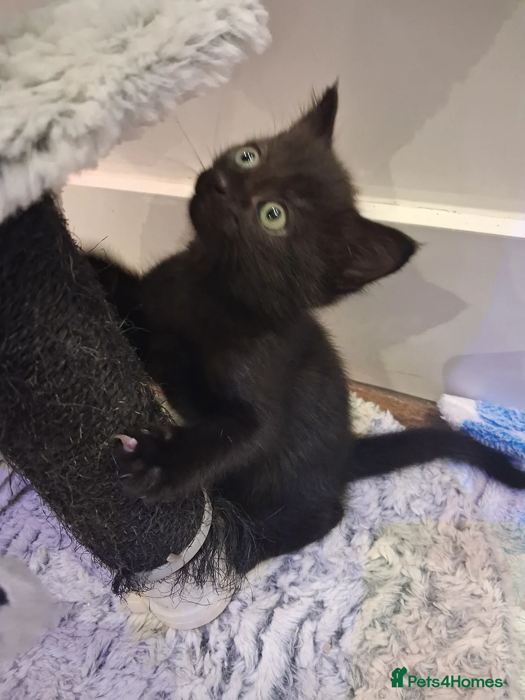 Mixed Breed cats for sale: Black tabby kitten seeking a home in Bristol - Advert 2