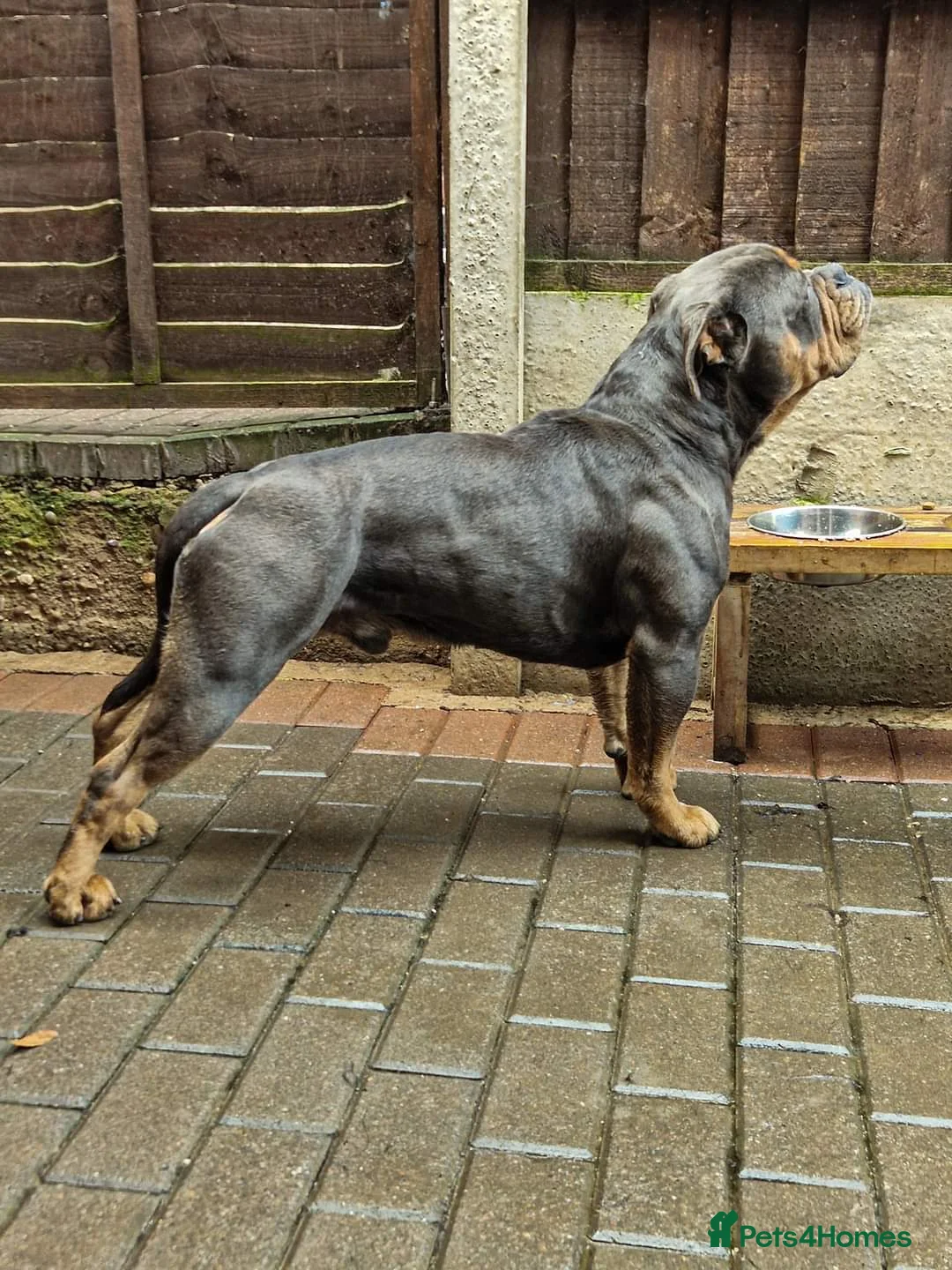 Olde English Bulldogge dogs for stud: 🏆SPIKE🏆 NEBBR Champion Olde English Bulldog in Nottingham - Advert 4
