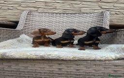 Miniature Dachshund dogs for sale: Miniature dachshunds (council licensed breeder) - Image 6