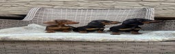Miniature Dachshund dogs for sale: Miniature dachshunds (council licensed breeder) - Advert 6